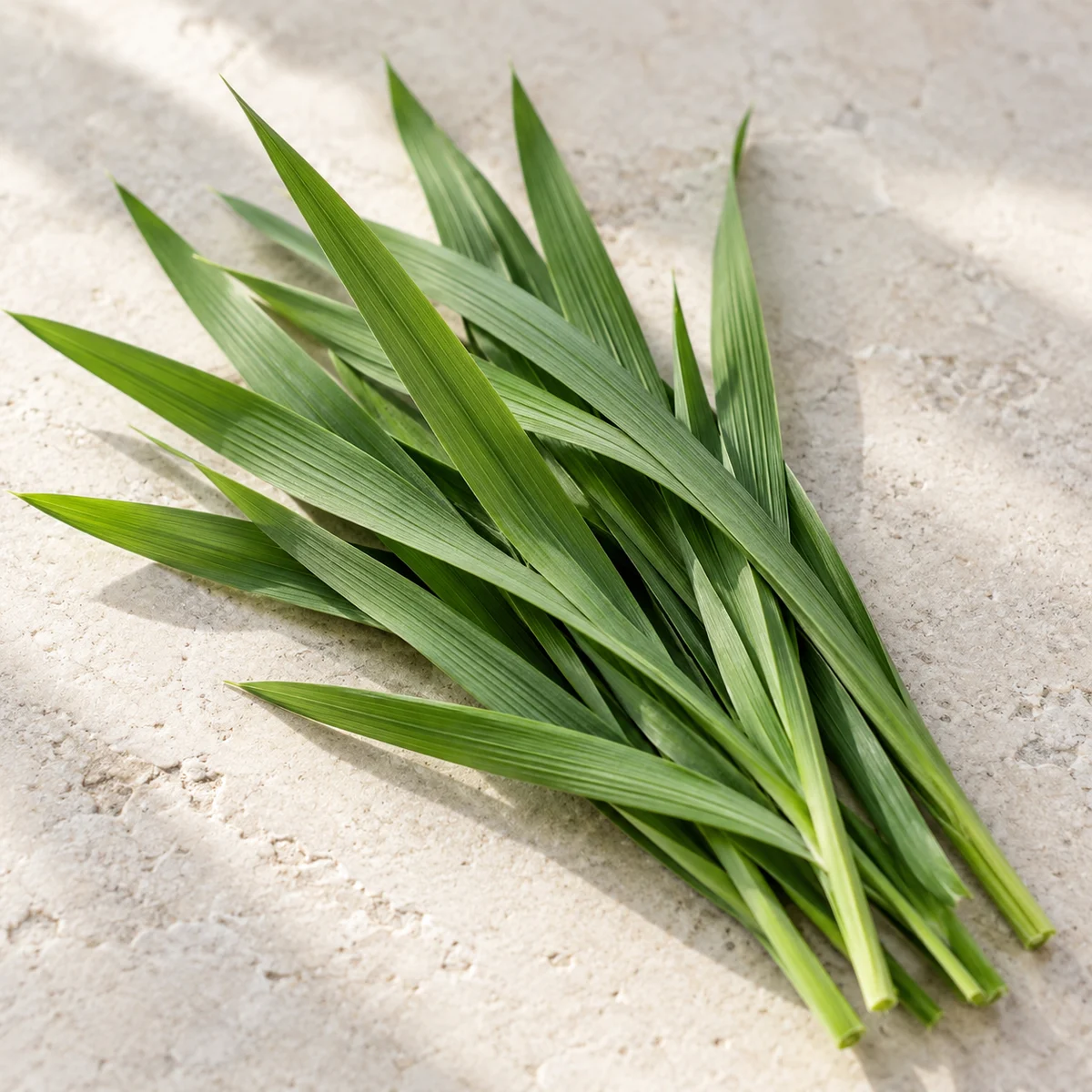 Oat Grass Powder botanical source detail