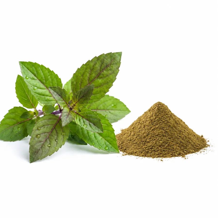 Holy Basil Extract raw ingredient