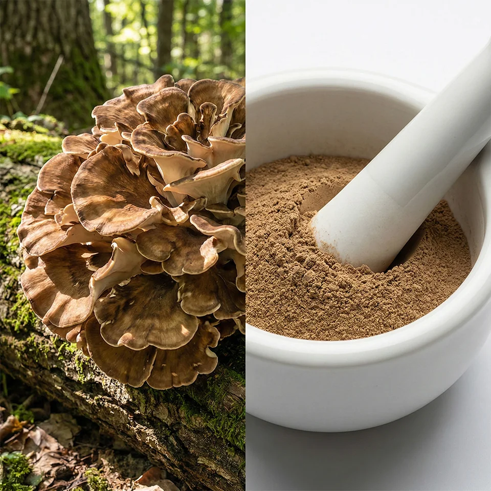 Maitake mushroom source context