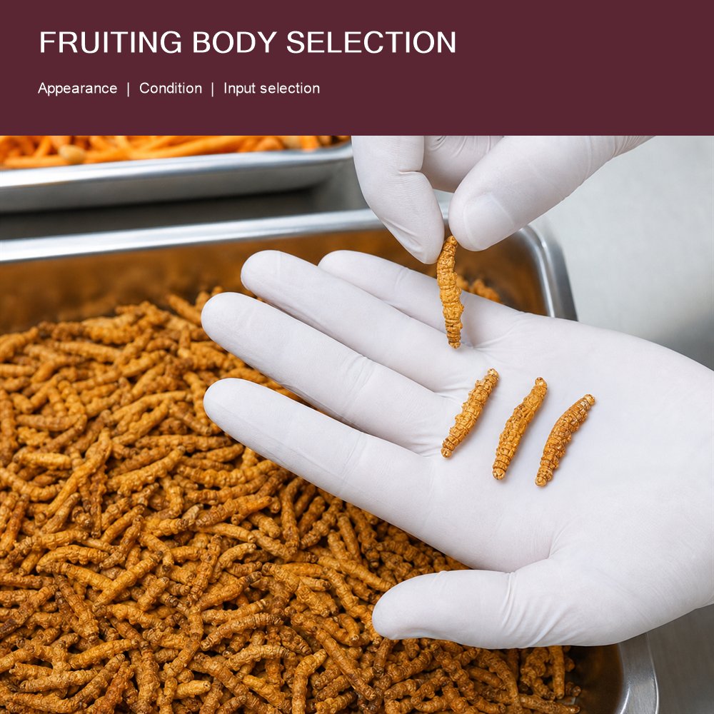 Cordyceps Extract for Bulk Ingredient Sourcing product detail image 2