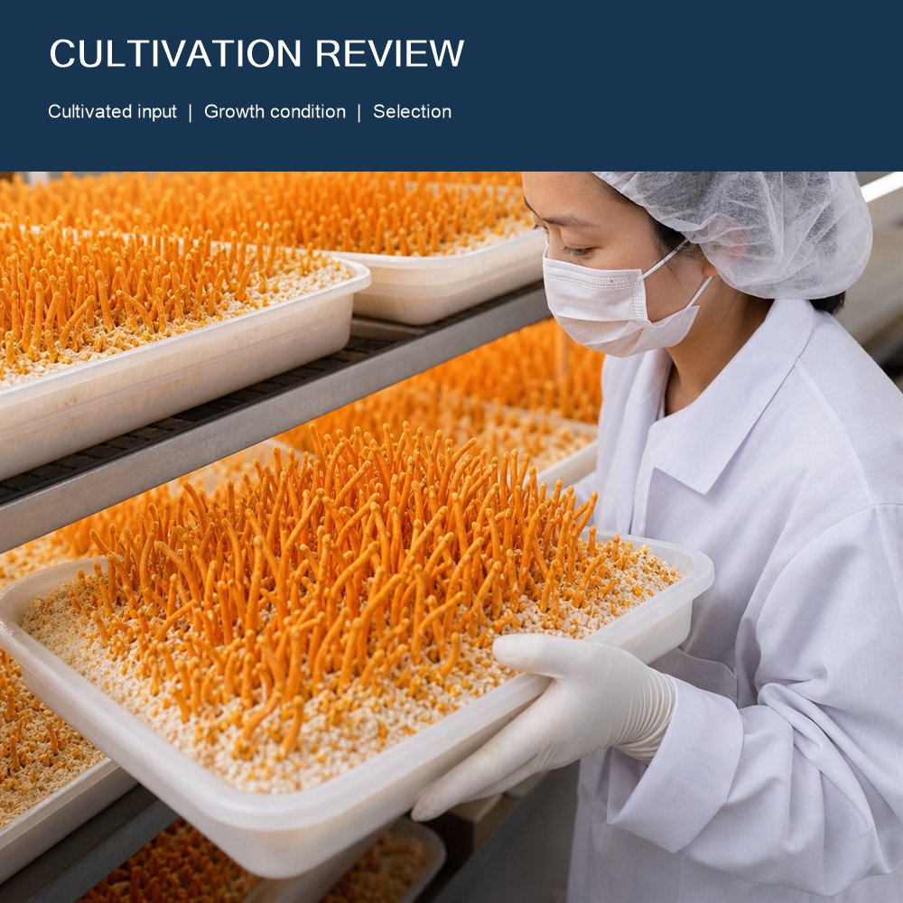 Cordyceps Sinensis Powder for Bulk Ingredient Sourcing product detail image 2