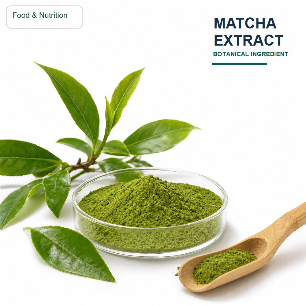 Matcha Powder for Bulk Ingredient Sourcing