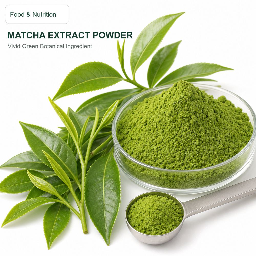 Matcha Extract for Bulk Ingredient Sourcing
