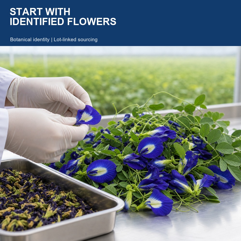Butterfly Pea Flower Extract for Bulk Ingredient Sourcing product detail image 3