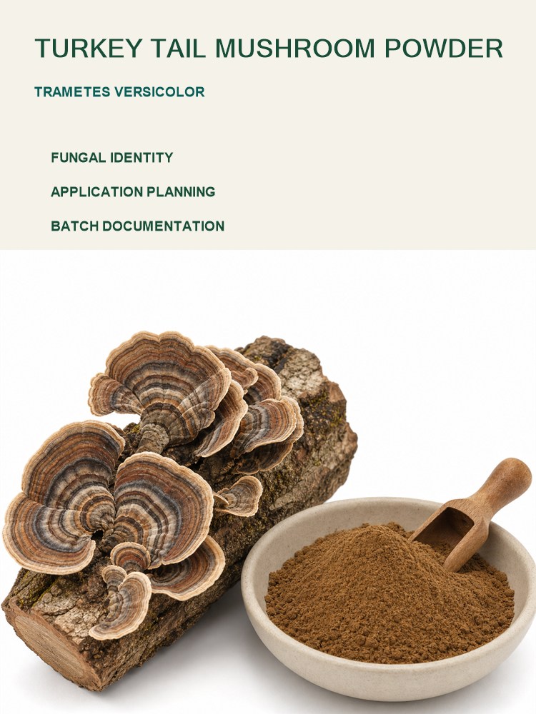 Turkey Tail Mushroom Powder for Bulk Ingredient Sourcing product detail image 7