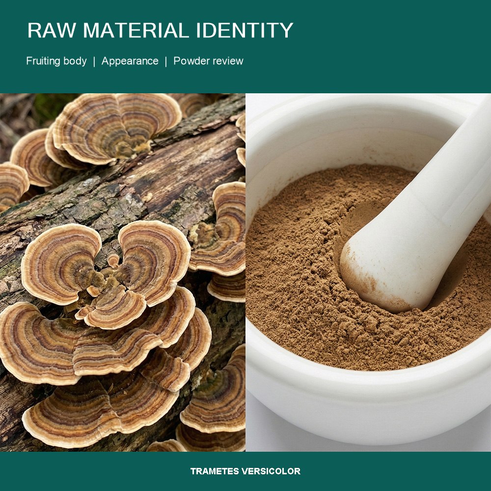 Turkey Tail Mushroom Powder for Bulk Ingredient Sourcing product detail image 2