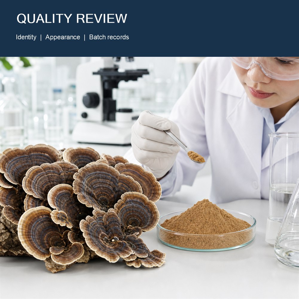 Turkey Tail Mushroom Powder for Bulk Ingredient Sourcing product detail image 3