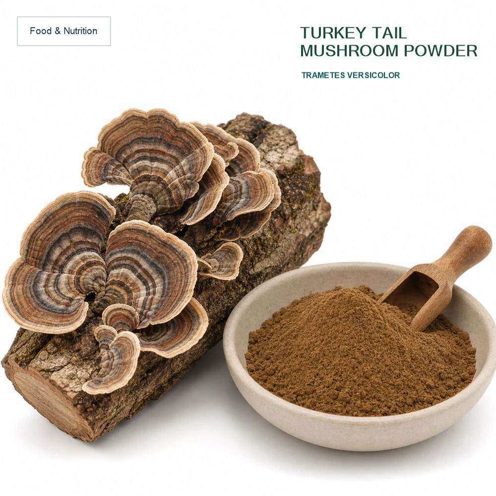 Turkey Tail Mushroom Powder for Botanical Projects