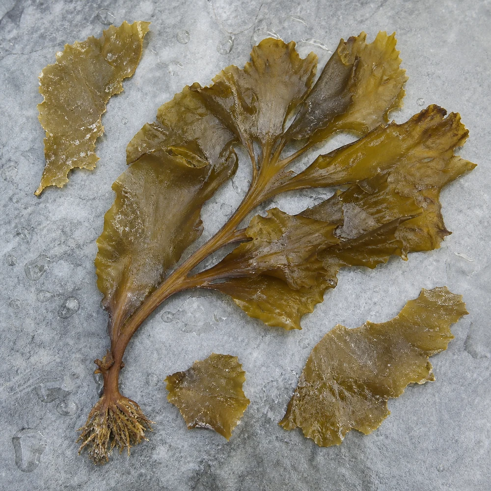 Brown Algae Extract ingredient and specification presentation