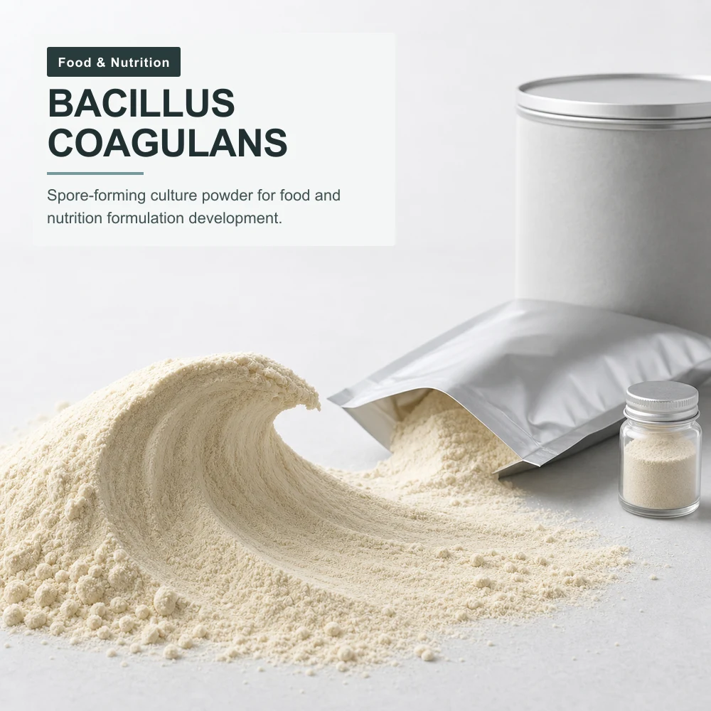 Bacillus Coagulans Probiotic Powder for B2B Project Review